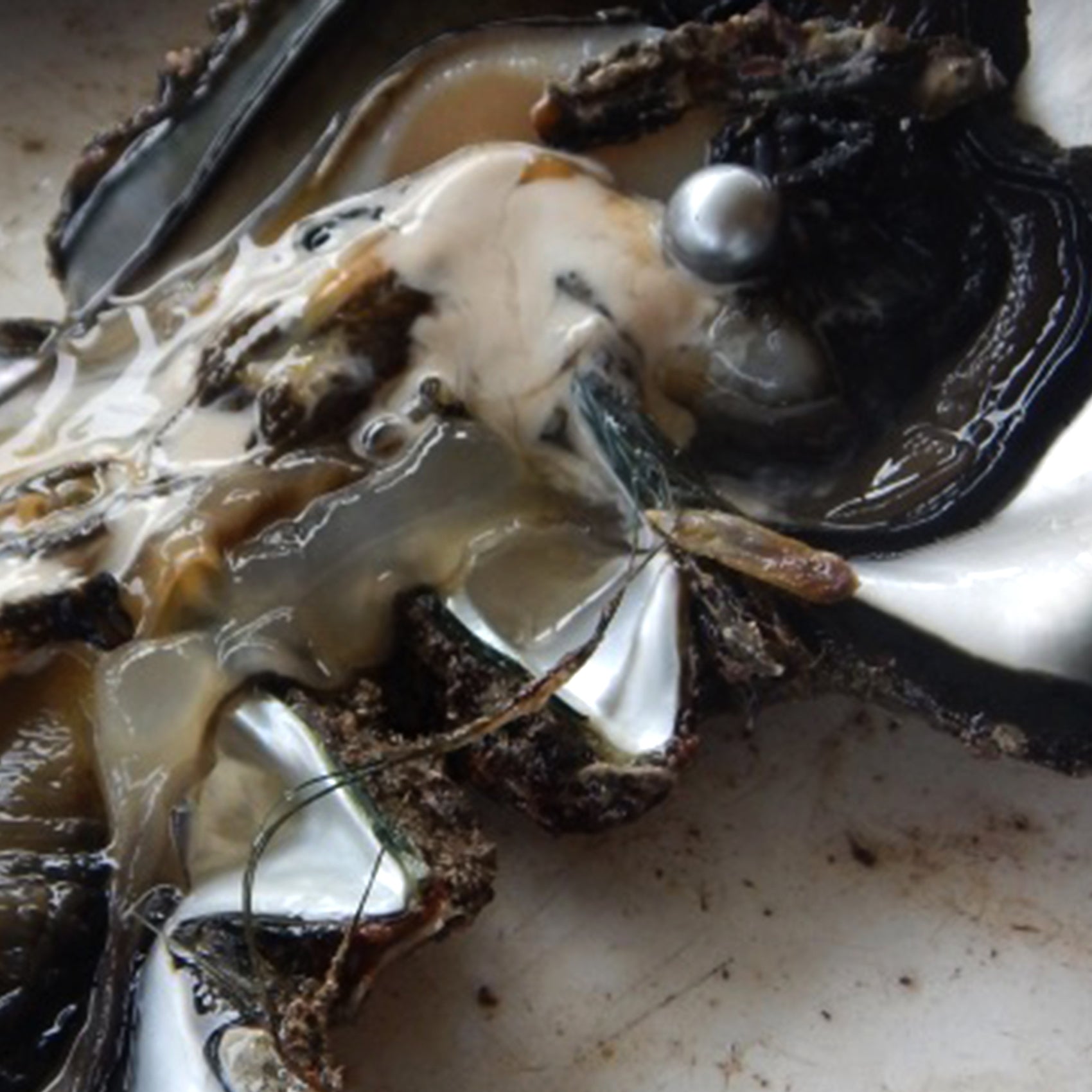 Cultured Oyster