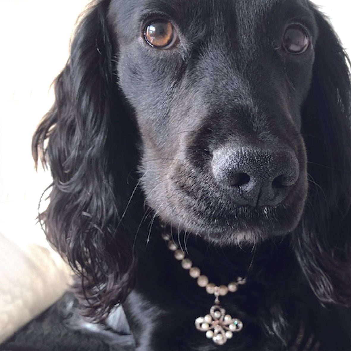 Jewellery for Dogs: How to Find the Perfect Match for Your Pooch
