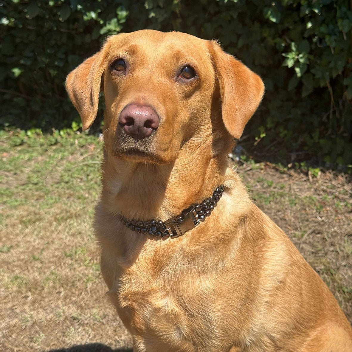 Black Freshwater Pearl & Black Rhodium Clasp Made-to-Measure Large Dog Collar