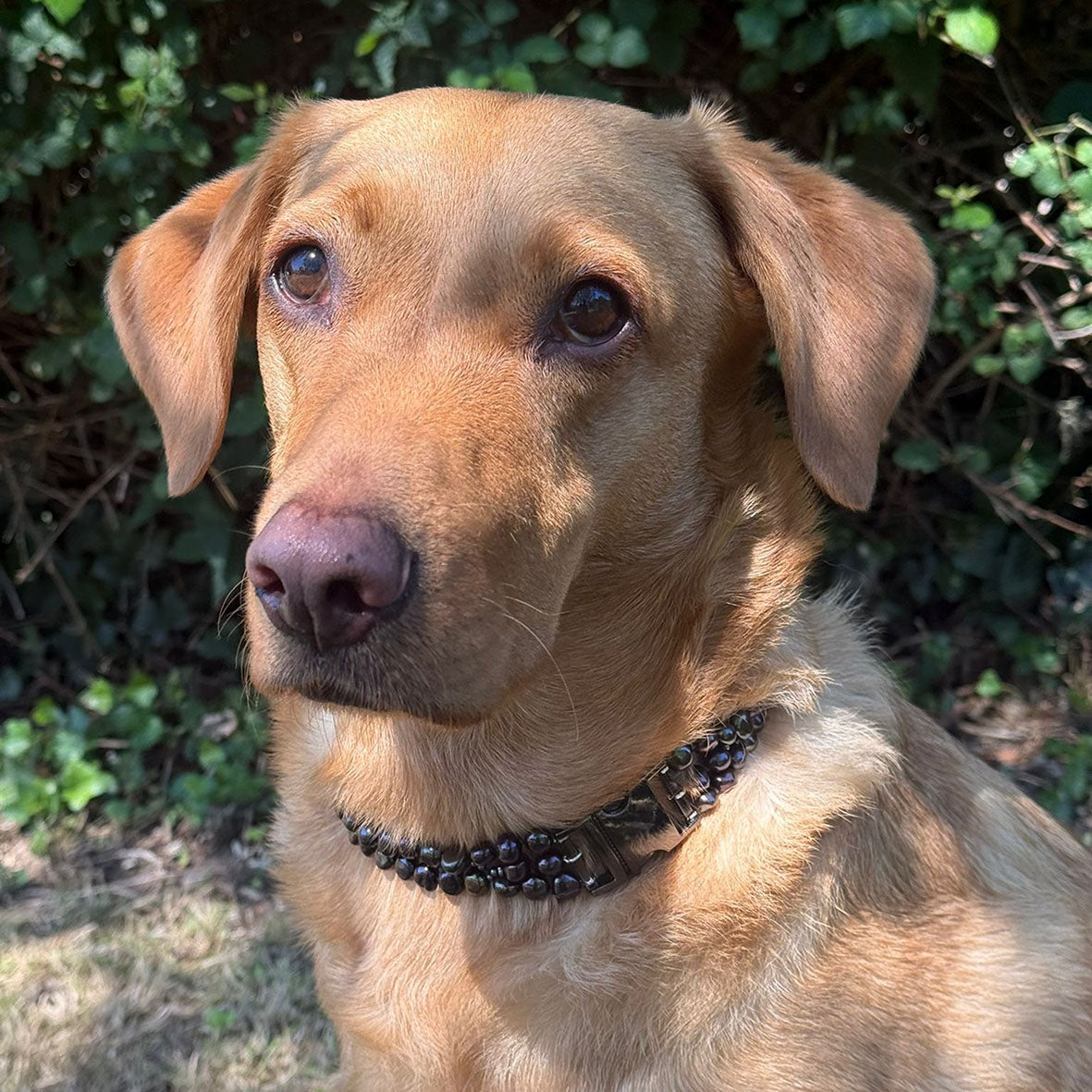 Black Freshwater Pearl & Black Rhodium Clasp Made-to-Measure Large Dog Collar