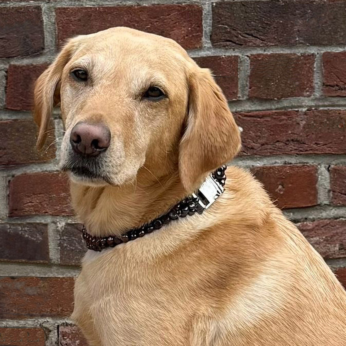 Black Freshwater Pearl & Silver Clasp Made-to-Measure Large Dog Collar