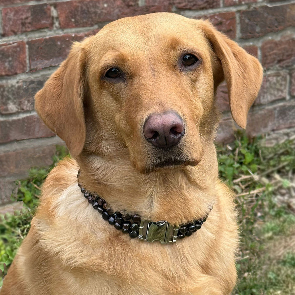 Black Freshwater Pearl & Silver Clasp Made-to-Measure Large Dog Collar