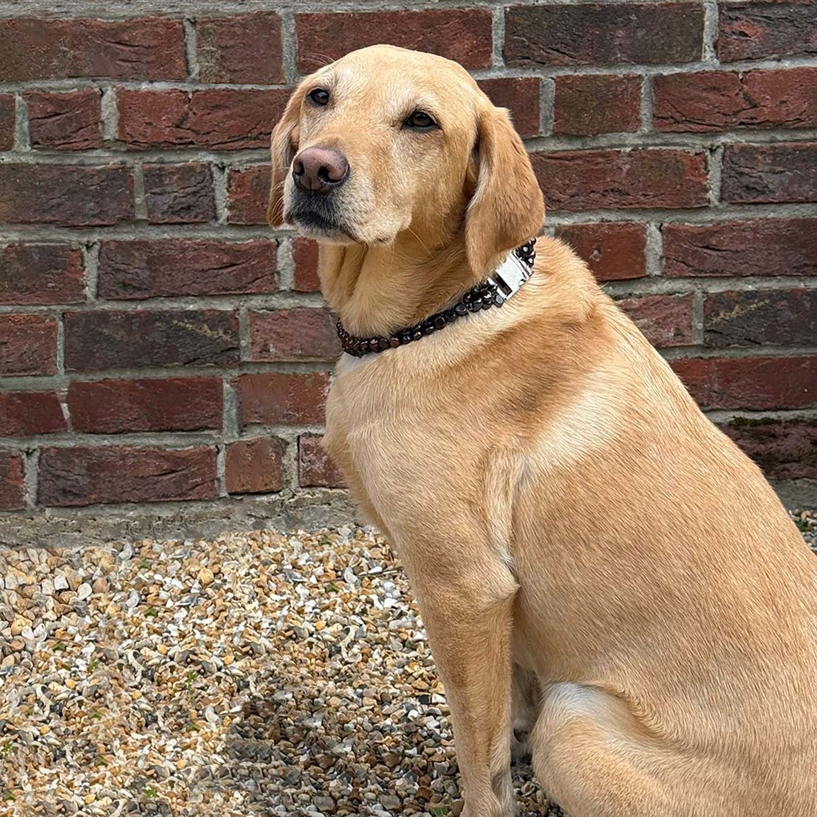 Black Freshwater Pearl & Silver Clasp Made-to-Measure Large Dog Collar