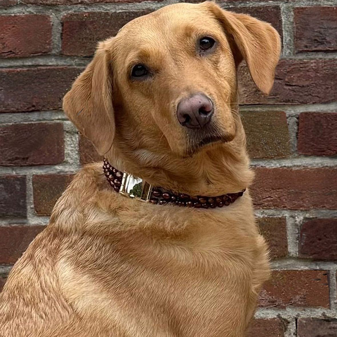 Bronze Freshwater Pearl & Yellow Gold Clasp Made-to-Measure Large Dog Necklace