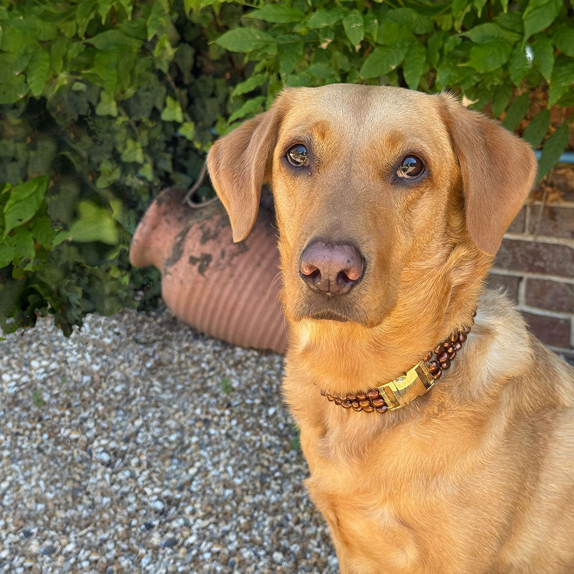 Bronze Freshwater Pearl & Yellow Gold Clasp Made-to-Measure Large Dog Necklace