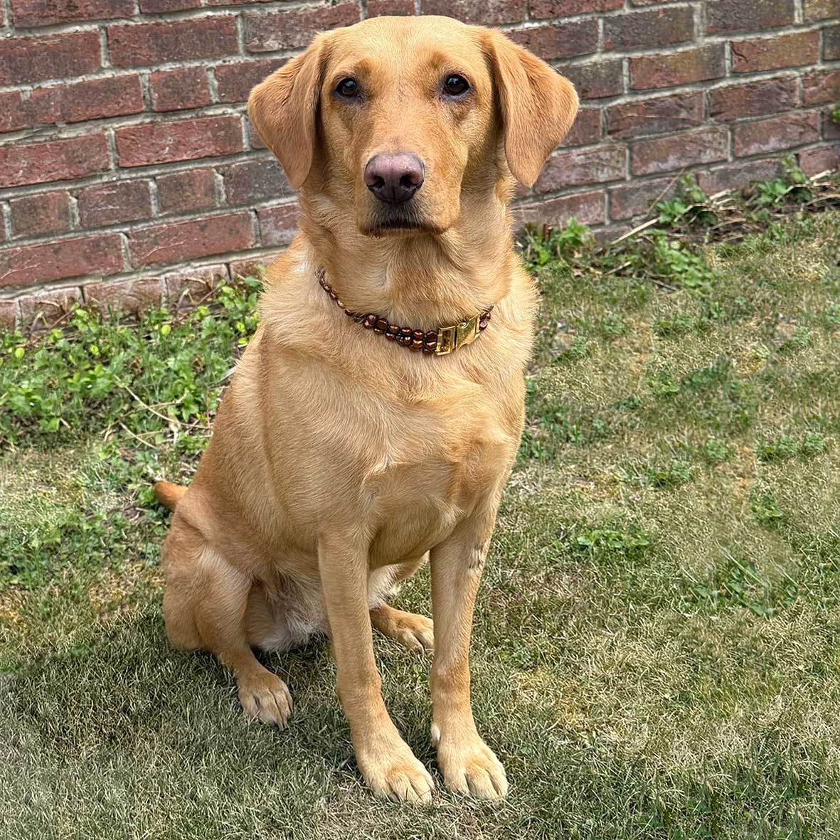 Bronze Freshwater Pearl & Yellow Gold Clasp Made-to-Measure Large Dog Necklace