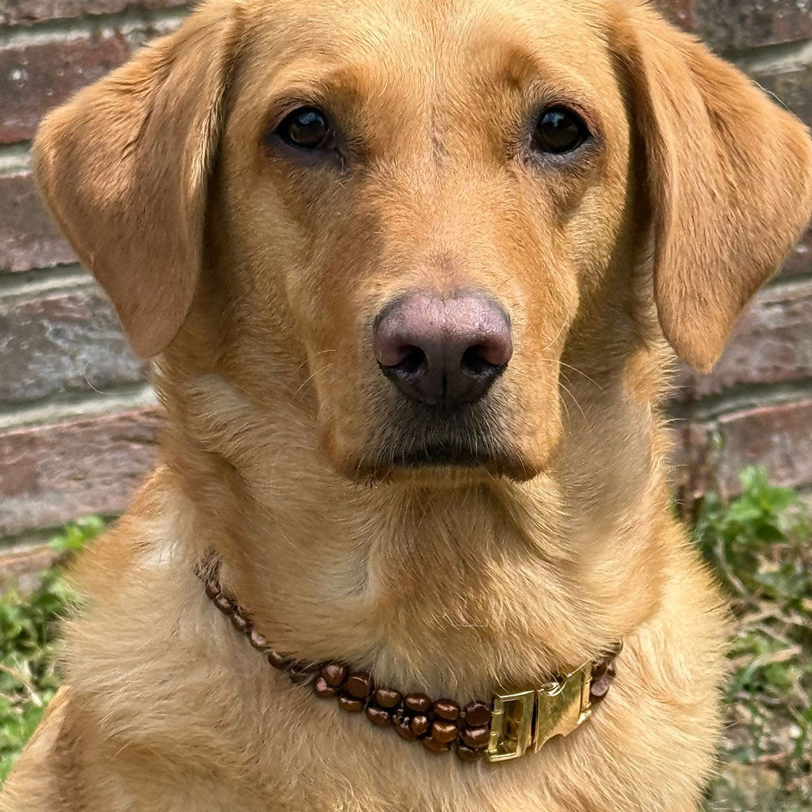Bronze Freshwater Pearl & Yellow Gold Clasp Made-to-Measure Large Dog Necklace