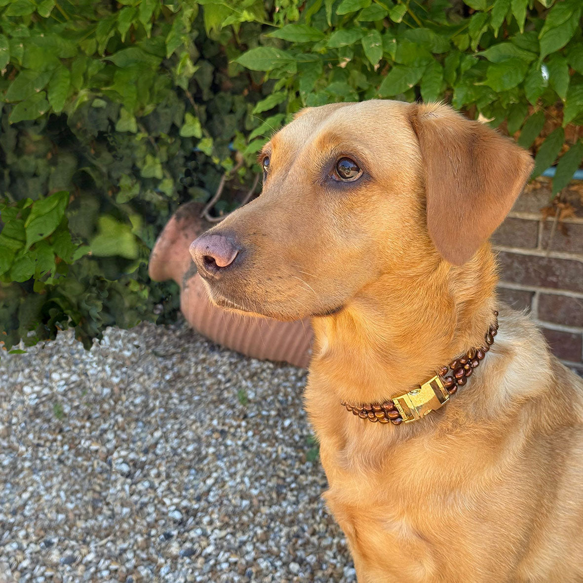 Bronze Freshwater Pearl & Yellow Gold Clasp Made-to-Measure Large Dog Necklace