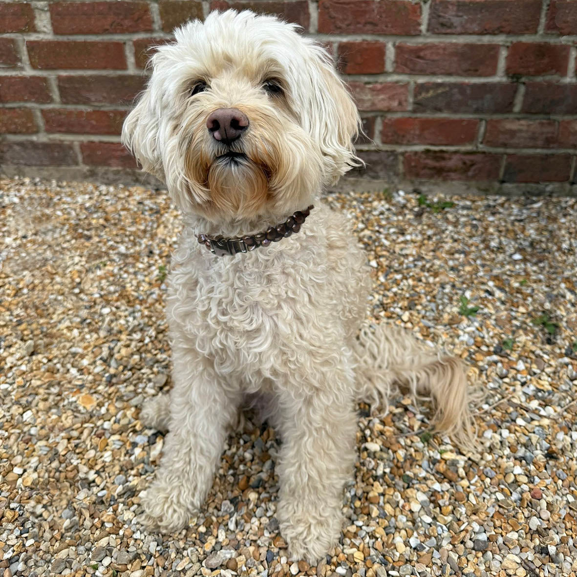 Black Freshwater Pearl & Black Rhodium Clasp Made-to-Measure Medium Dog Necklace