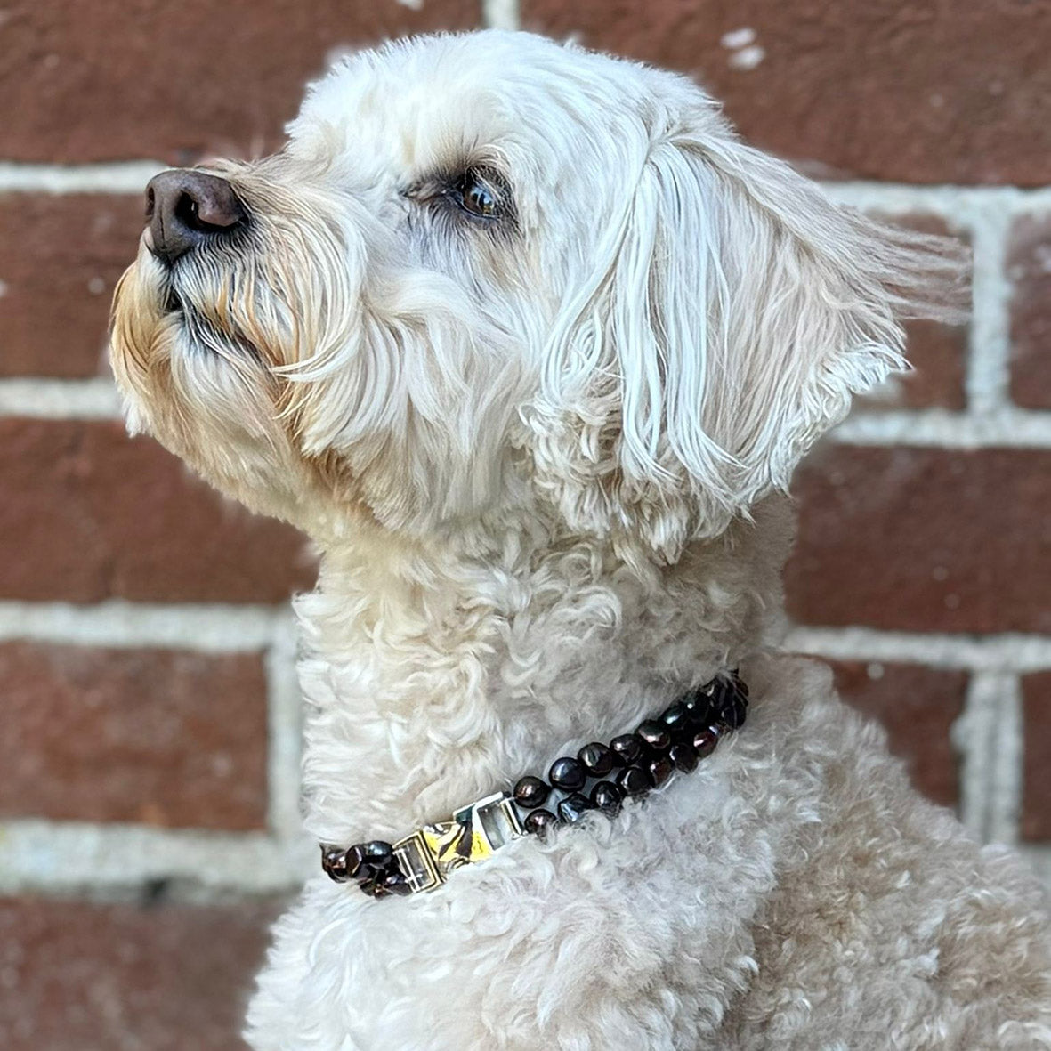 Black Freshwater Pearl & Silver Clasp Made-to-Measure Medium Dog Necklace