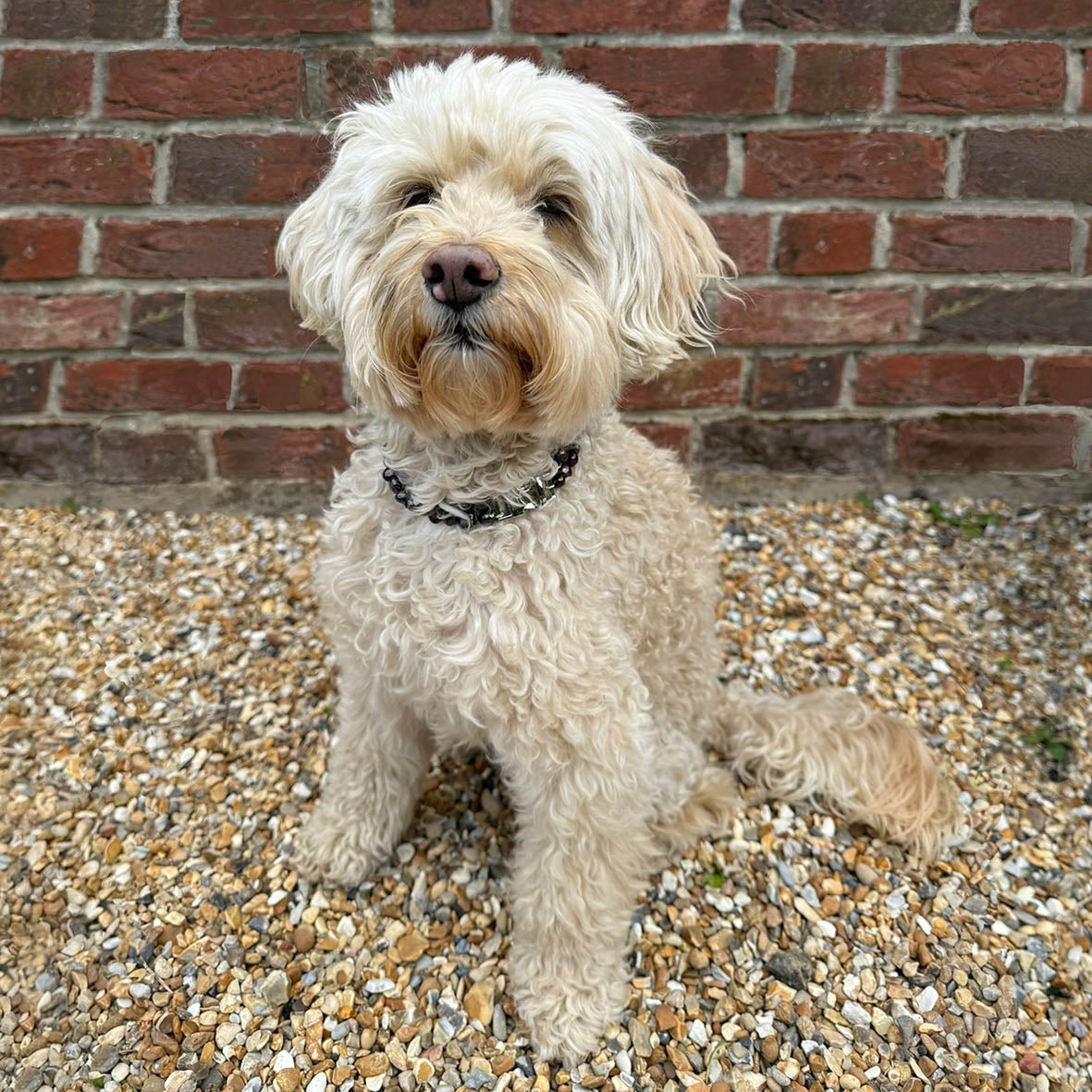 Black Freshwater Pearl & Silver Clasp Made-to-Measure Medium Dog Necklace