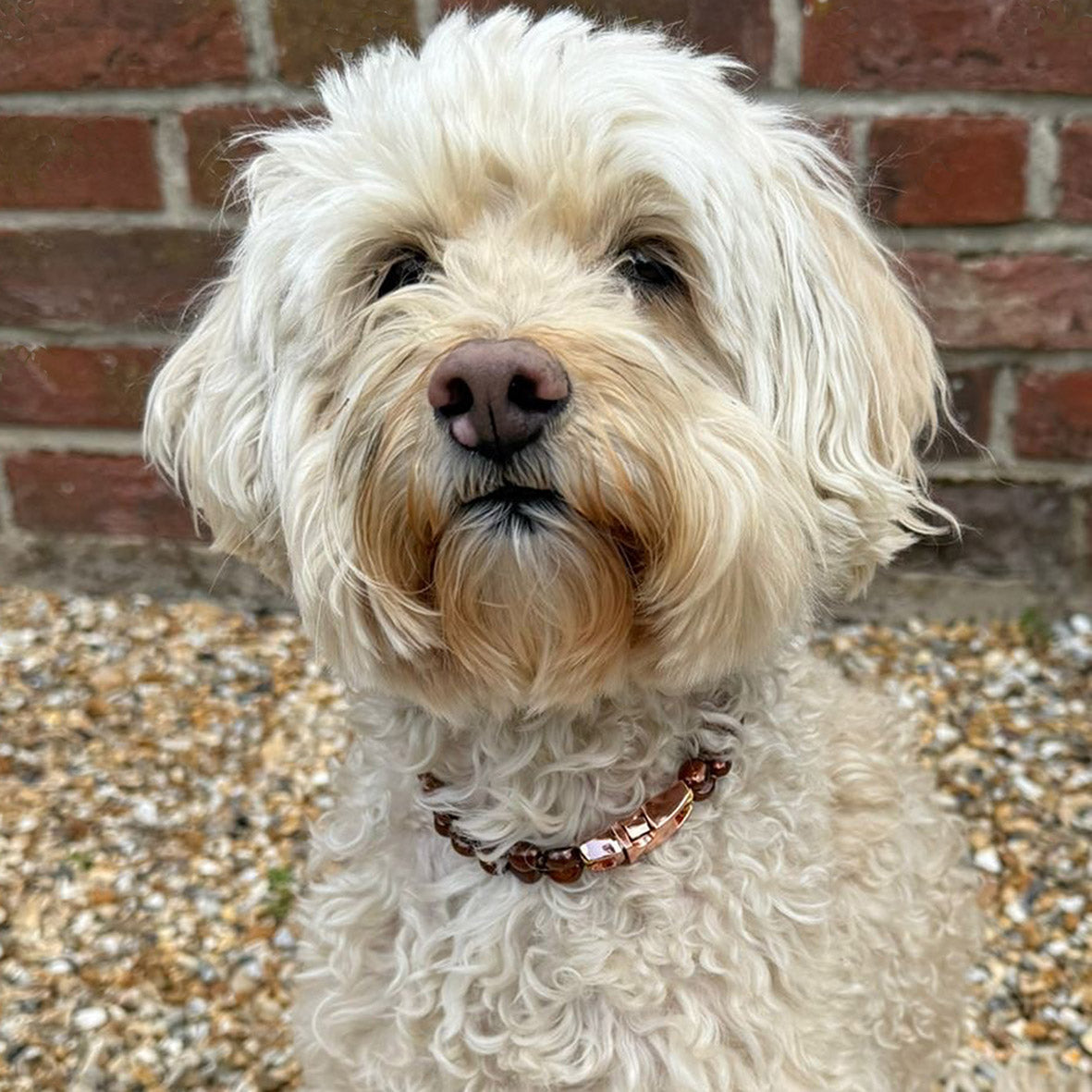 Bronze Freshwater Pearl & Rose-Gold Clasp Made-to-Measure Medium Dog Necklace