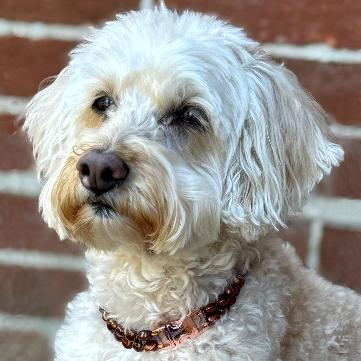 Bronze Freshwater Pearl & Rose-Gold Clasp Made-to-Measure Medium Dog Necklace