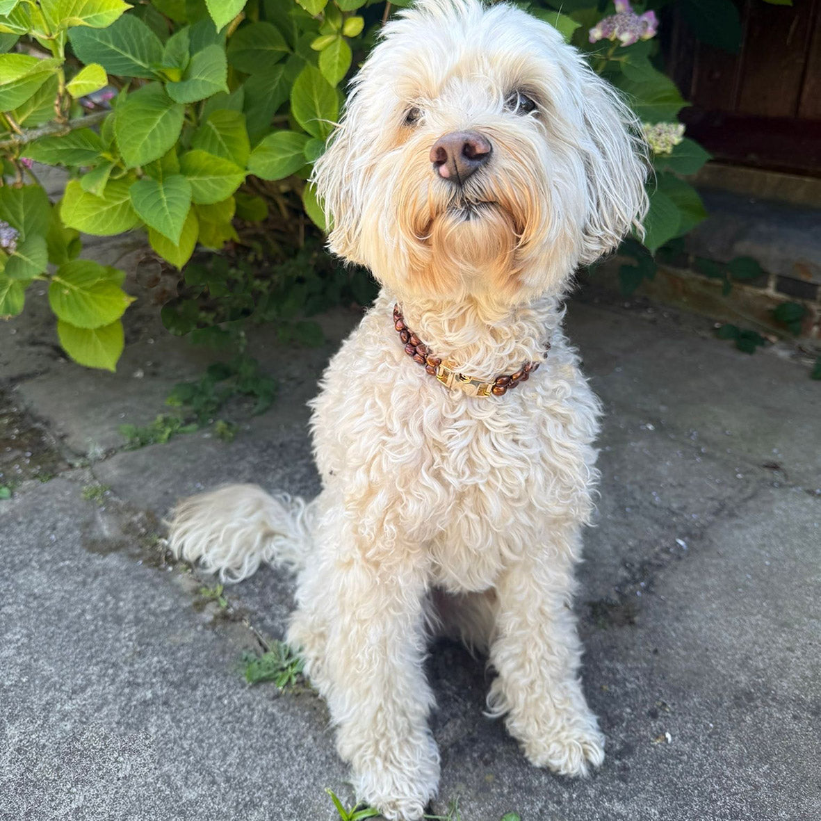 Bronze Freshwater Pearl & Yellow-Gold Clasp Made-to-Measure Medium Dog Necklace
