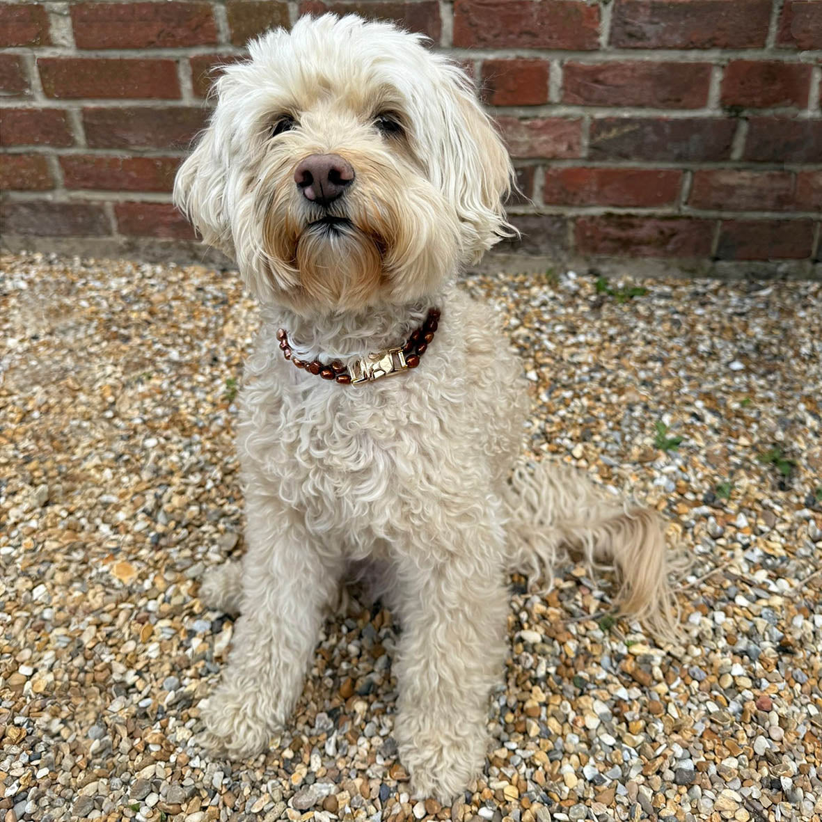 Bronze Freshwater Pearl & Yellow-Gold Clasp Made-to-Measure Medium Dog Necklace
