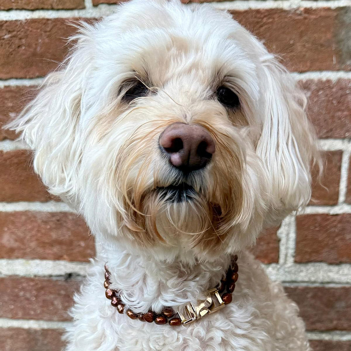 Bronze Freshwater Pearl & Yellow-Gold Clasp Made-to-Measure Medium Dog Necklace