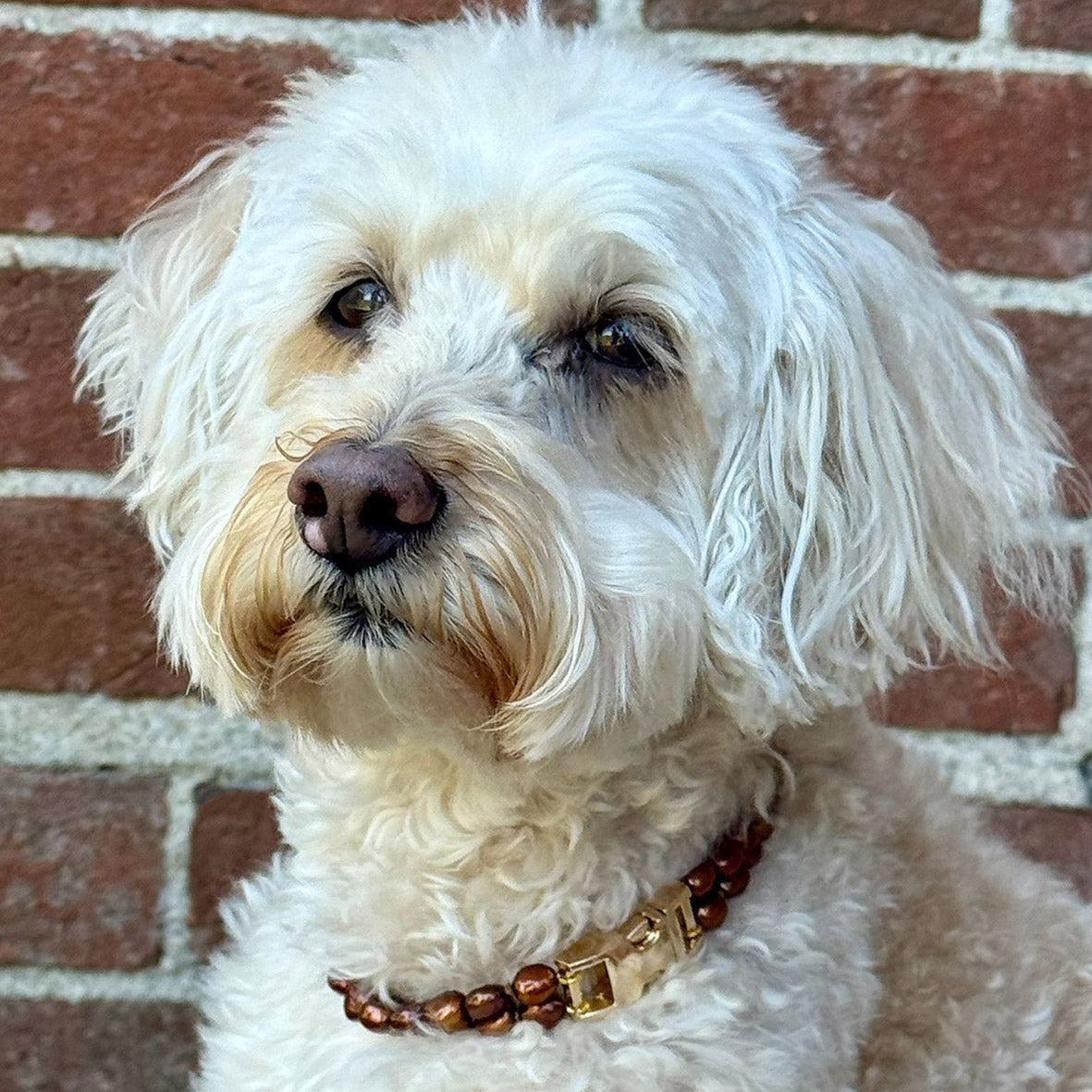 Bronze Freshwater Pearl & Yellow-Gold Clasp Made-to-Measure Medium Dog Necklace