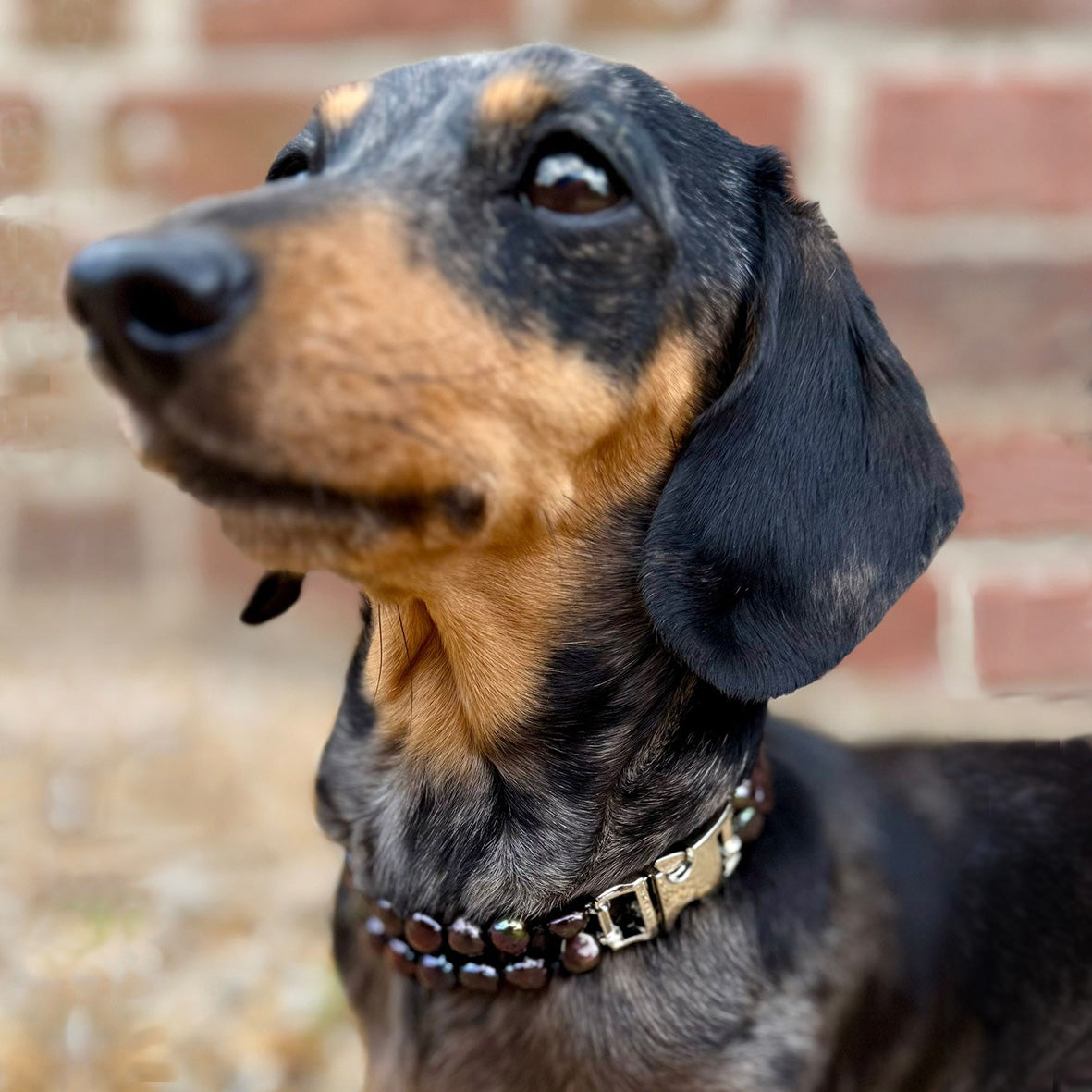 Black Freshwater Pearl & Silver Clasp Made-to-Measure Small Dog Necklace