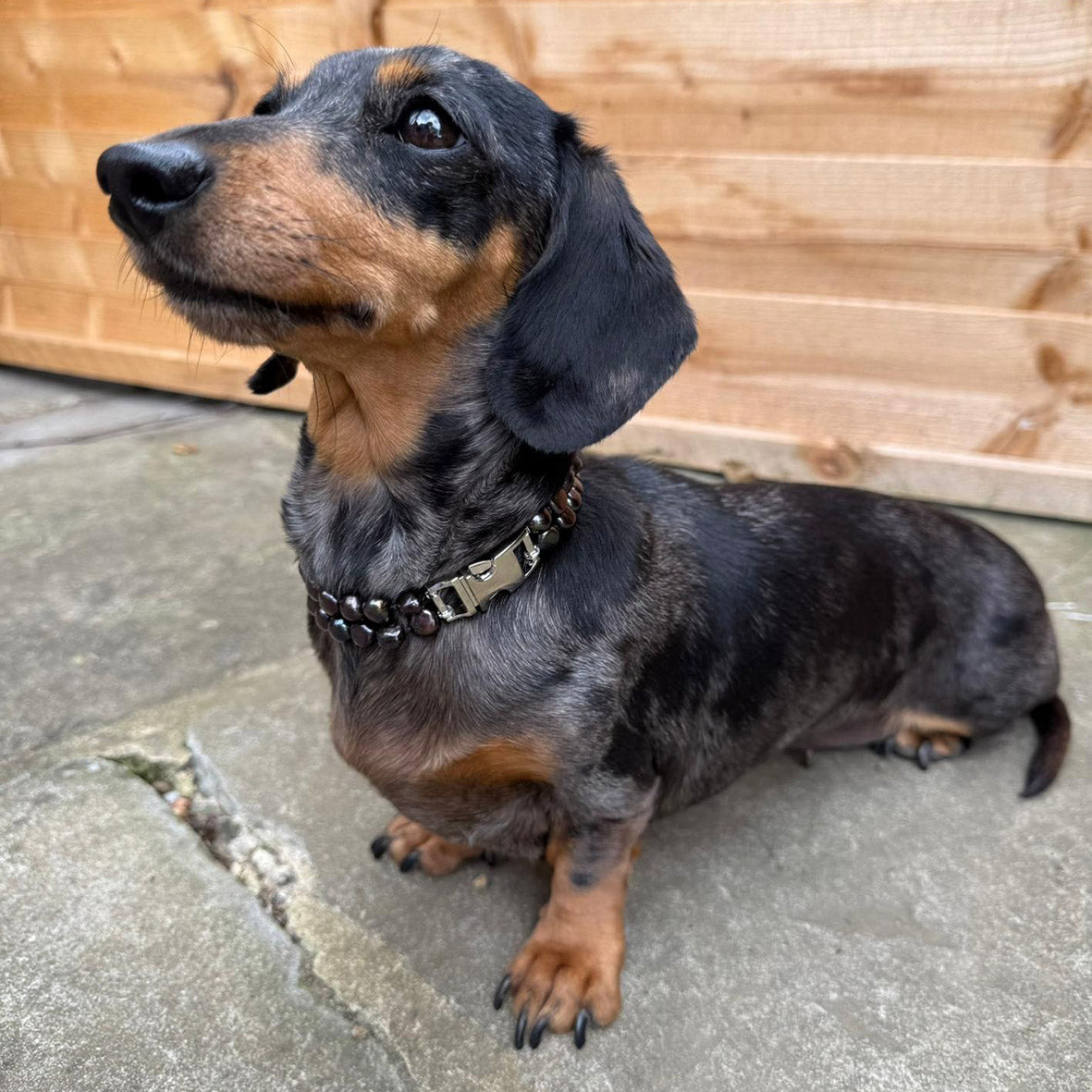 Black Freshwater Pearl & Silver Clasp Made-to-Measure Small Dog Necklace