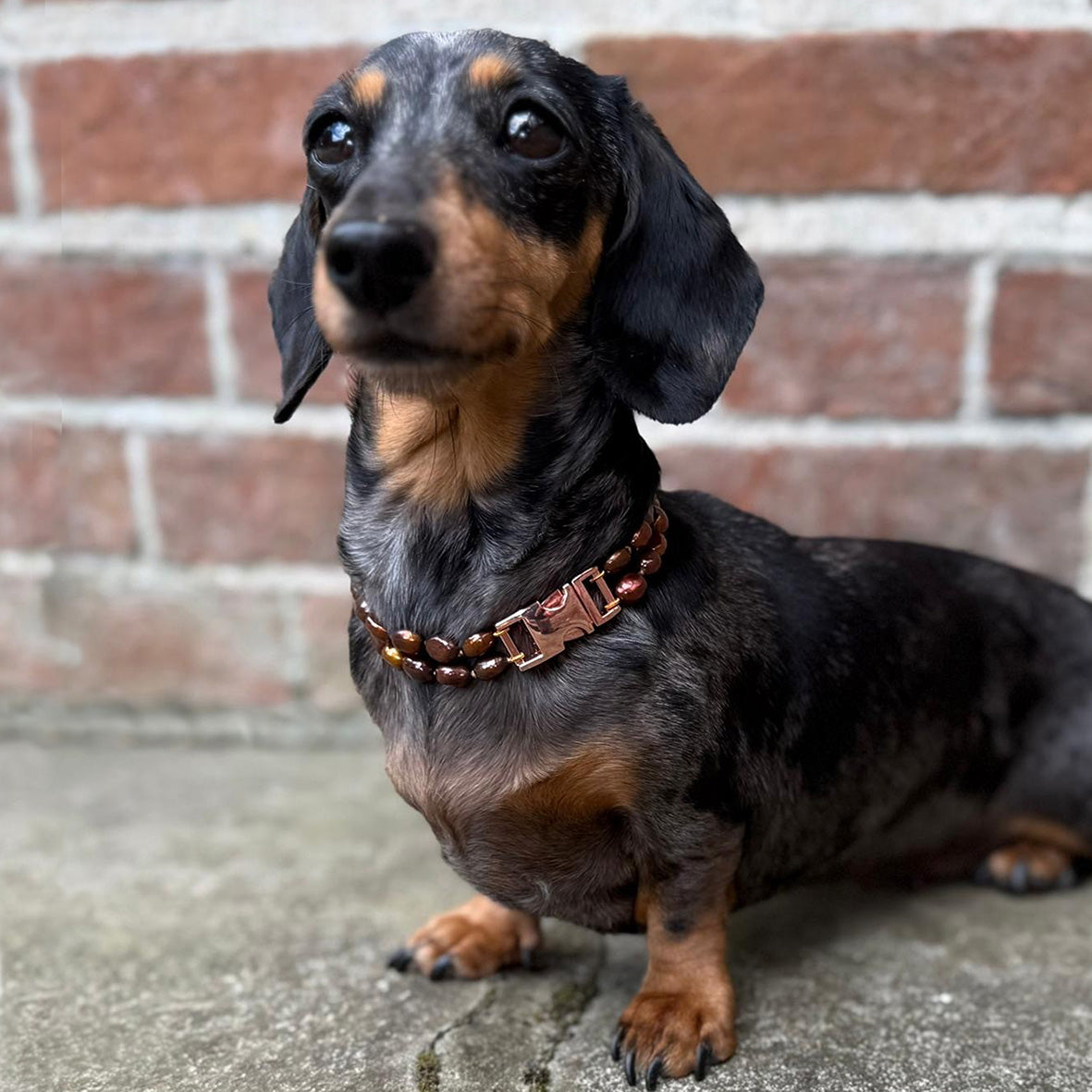 Bronze Freshwater Pearl & Rose Gold Clasp Made-to-Measure Small Dog Necklace