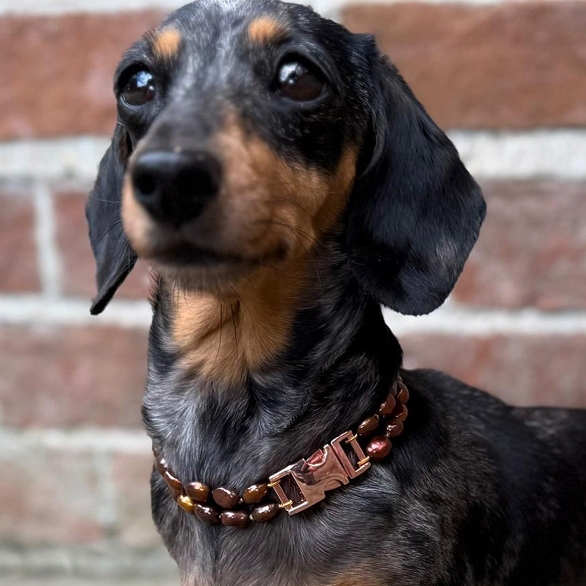 Bronze Freshwater Pearl & Rose Gold Clasp Made-to-Measure Small Dog Necklace