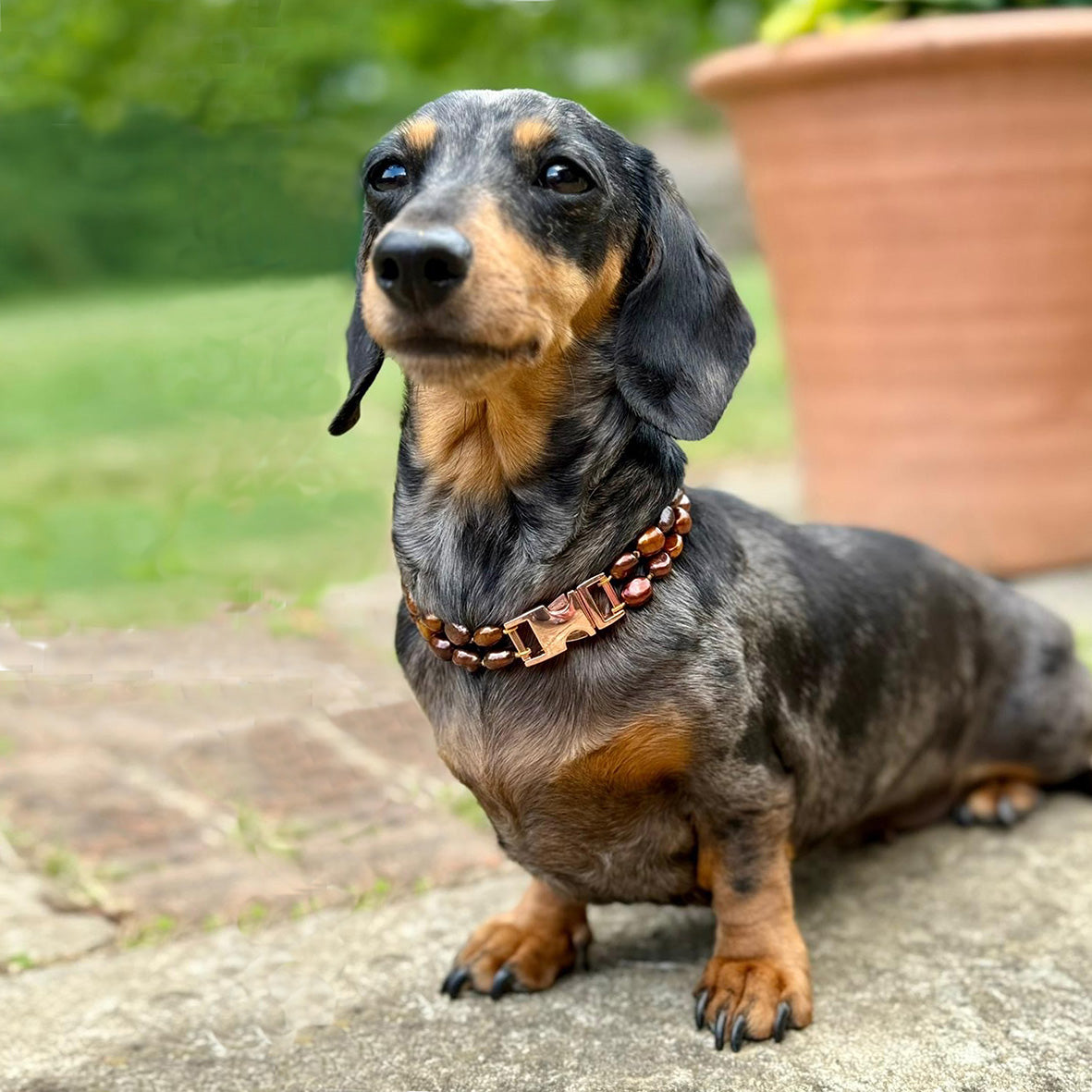 Bronze Freshwater Pearl & Rose Gold Clasp Made-to-Measure Small Dog Necklace