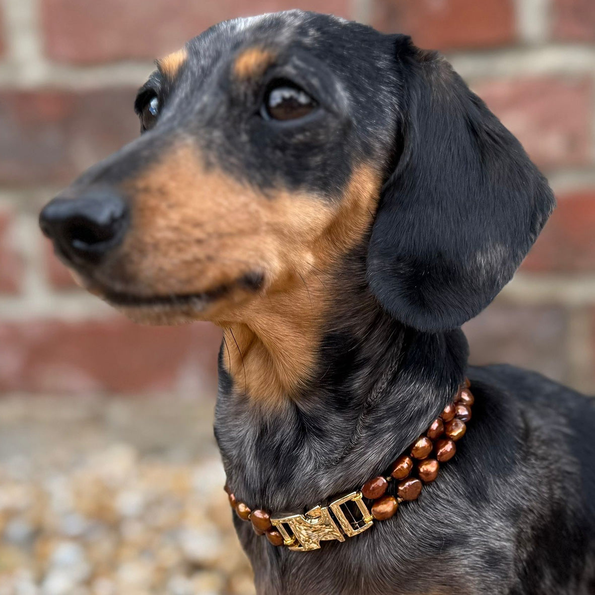Bronze Freshwater Pearl & Yellow Gold Clasp Made-to-Measure Small Dog Necklace