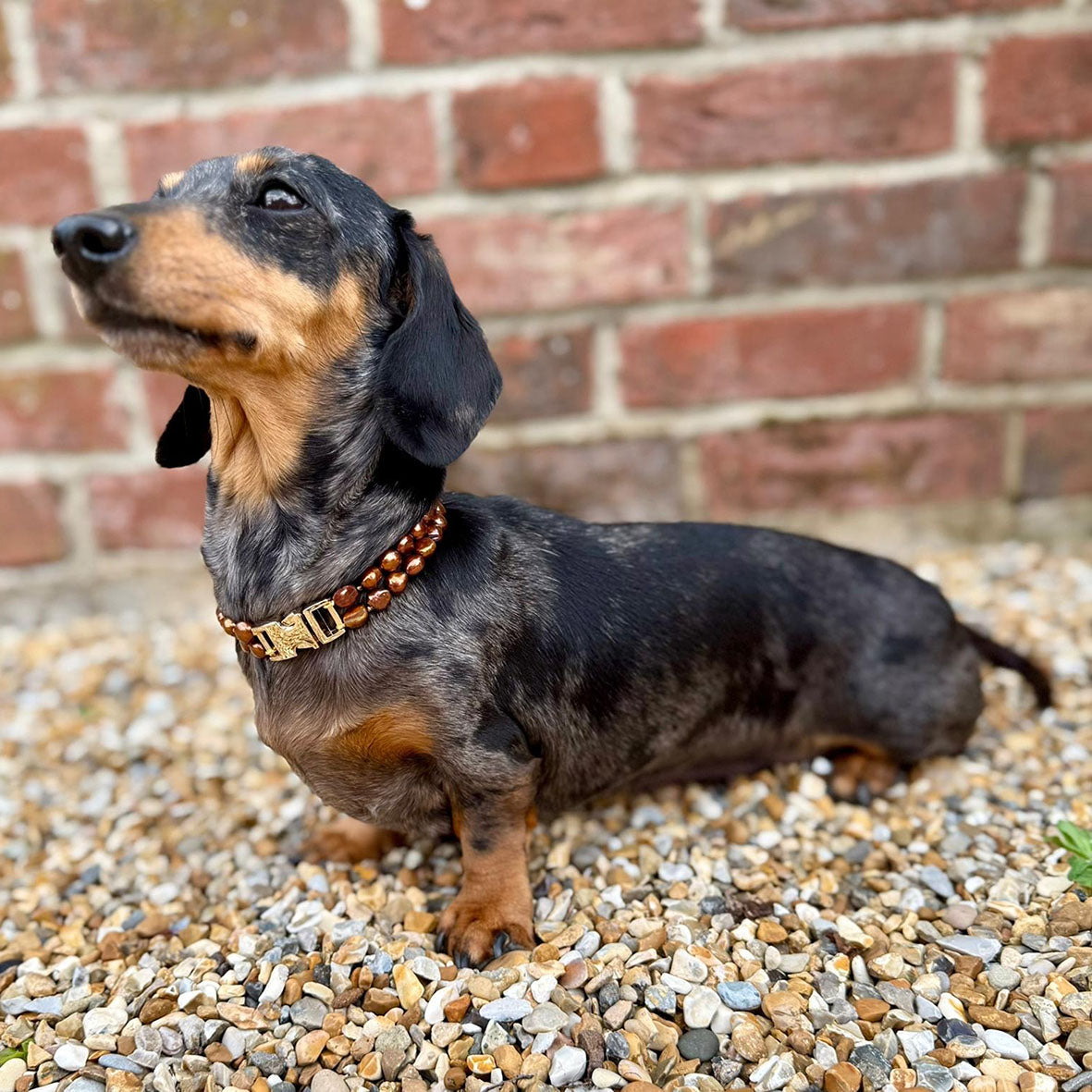 Bronze Freshwater Pearl & Yellow Gold Clasp Made-to-Measure Small Dog Necklace
